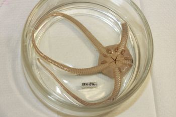 Media type: image;   Invertebrate Zoology OPH-846 Description: Preserved specimen.;